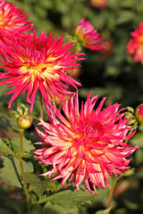 Red Dahlia flowers