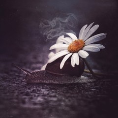 daisy and snail