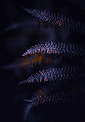 ferns in the forest