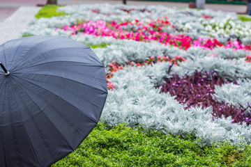 back yard object concept shot of black classic umbrella on foreground and colorful white green rose and pink flower bad on background 