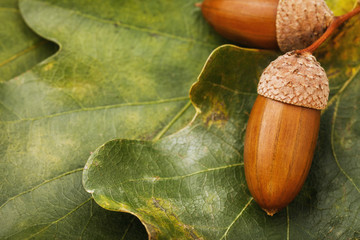 Ripe acorns on the leaves with copy space, top view