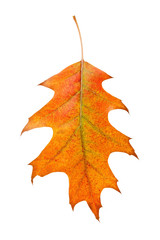Fototapeta premium Maple leaf in warm autumn colors isolated on white background