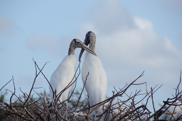 Wood stork pair in nest