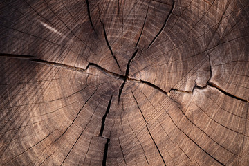 Large circular piece of wood cross section with tree ring texture pattern and cracks. Detailed organic surface from nature.