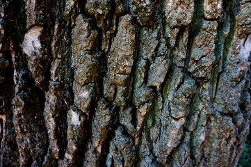Brown wrinkled bark of an old tree.