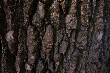 Brown wrinkled bark of an old tree.