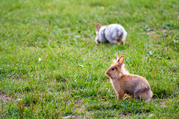 Two purebred rabbits eating grass in a meadow