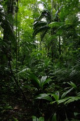 Regenwald bei Boca Tapata in Costa Rica