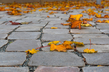 autumn leaf nature scene close up perspective herbst blatt color boden