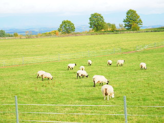 美瑛の丘 羊の放牧風景