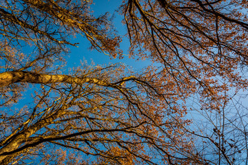 Autumn forest. Bottom-up view. Crowns of trees. Golden autumn.