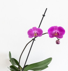 Orchideen isoliert auf weiß
