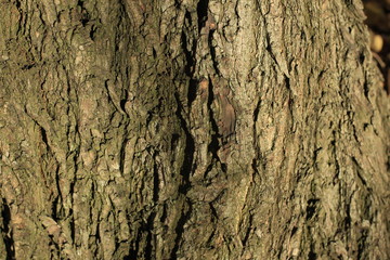 bark, texture, tree, wood, pattern, nature, brown, abstract, old, trunk, rough, textured, wall, surface, natural, macro, oak, backgrounds, stone, forest, plant, detail, wooden