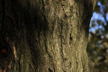 bark, texture, tree, wood, pattern, nature, brown, abstract, old, trunk, rough, textured, wall, surface, natural, macro, oak, backgrounds, stone, forest, plant, detail, wooden