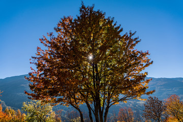 Obraz premium Herbstbaum mit blauem Himmel