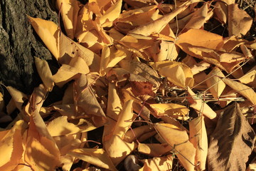 texture, tea, brown, leaf, leaves, dry, nature, food, macro, black, tobacco, dried, abstract, natural, pattern, seed, ant, autumn, organic, drink, forest