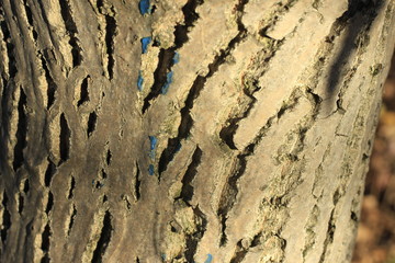 bark, texture, tree, wood, pattern, nature, brown, abstract, old, trunk, rough, textured, wall, surface, natural, macro, oak, backgrounds, stone, forest, plant, detail, wooden