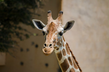 Giraffe