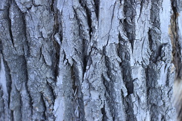 Fototapeta premium bark, texture, tree, wood, pattern, nature, brown, abstract, old, trunk, rough, textured, wall, surface, natural, macro, oak, backgrounds, stone, forest, plant, detail, wooden
