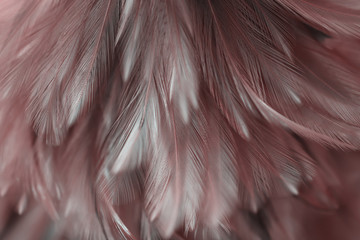 Bird,chickens feather texture for background,Abstract,postcard,blur style,soft color of art...