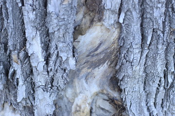 bark, texture, tree, wood, pattern, nature, brown, abstract, old, trunk, rough, textured, wall, surface, natural, macro, oak, backgrounds, stone, forest, plant, detail, wooden