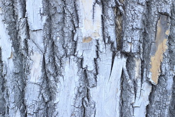 Fototapeta premium bark, tree, texture, wood, nature, pattern, brown, old, trunk, rough, forest, textured, abstract, oak, natural, closeup, surface, wooden, detail, plant, material, close-up