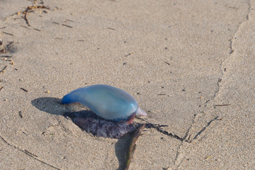 Portuguese Man o War, aka Blue Bottle, on sandy beach-2