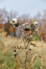 Distel auf einer Waldlichtung, Herbst