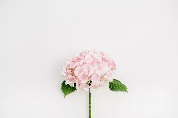 Zelfklevend Fotobehang Pink hydrangea flower on white background. Flat lay, top view. © Floral Deco