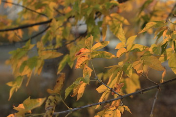 autumn, leaf, fall, leaves, tree, nature, yellow, maple, red, season, forest, orange, foliage, color, green, branch, bright, plant, colorful, abstract, closeup