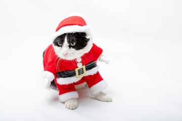 cunning Black and white cat in Christmas dress and Santa Claus hat on studio white background and copy space. standing smart for greeting card.