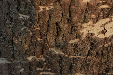 texture, stone, rock, bark, wall, tree, nature, abstract, pattern, rough, brown, textured, old, wood, material, backgrounds, surface, macro, natural