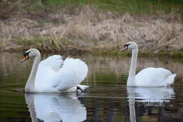 Swans on the pond.