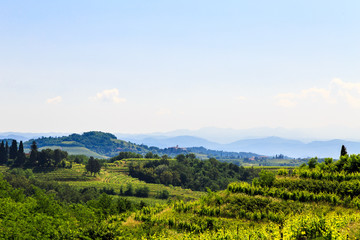 The fields of Friuli Venezia-Giulia cultivated with grapevines