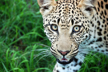 Fototapeta na wymiar Leopard stares you down