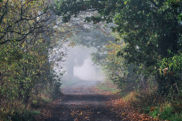 AUTUMN MORNING - A dirt road in the fog © Wojciech Wrzesień