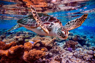 Meeresschildkröte schwimmt unter Wasser vor dem Hintergrund von Korallenriffen