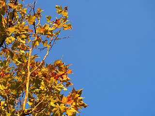モミジバフウの紅葉