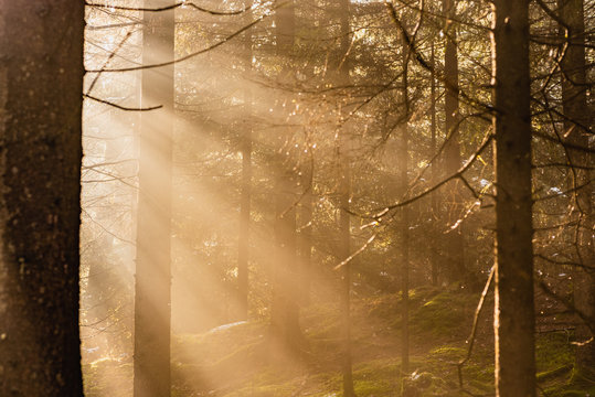 Fototapeta Magical Deep foggy Autumn Forest. Park. Beautiful Scene Misty Old Forest with Sun Rays, Shadows and Fog. Scenic Landscape