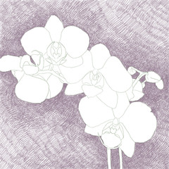 Digital hand drawn illustration of a beautiful white orchid branch, on a purple background - 228963009