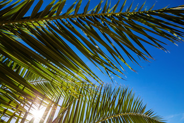 Obraz na płótnie Canvas palm leaves on background of blue sky