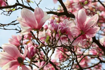 Obraz na płótnie Canvas Magnolia flowers. Spring season wallpaper background