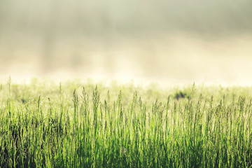 green grass and misty sky background