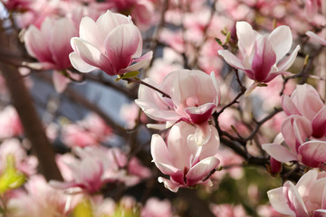 Magnolia flowers. Spring season wallpaper background