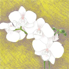 Digital hand drawn illustration of a beautiful white orchid branch, on a purple and yellow background - 228963690