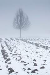 Wintery tree in fog