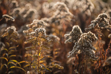 Goldruten im Herbst gegen Sonnenlicht