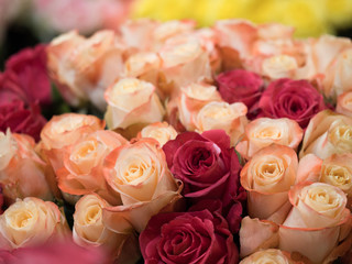 カラフルなバラの花