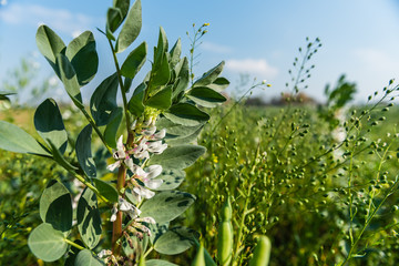 Sojabohnen im Herbst