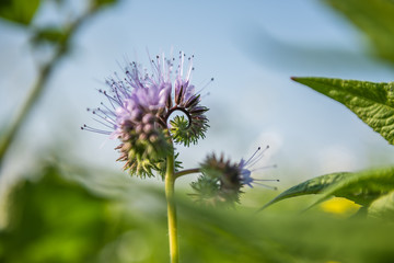 Gründünger Büschelschön im Feld 